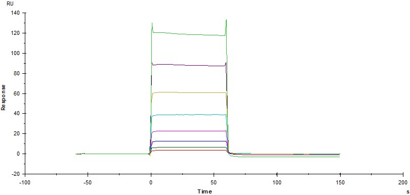  Fc gamma RIIB / CD32b SPR