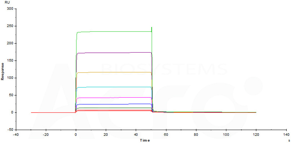  Fc gamma RIIB/C / CD32b/c SPR