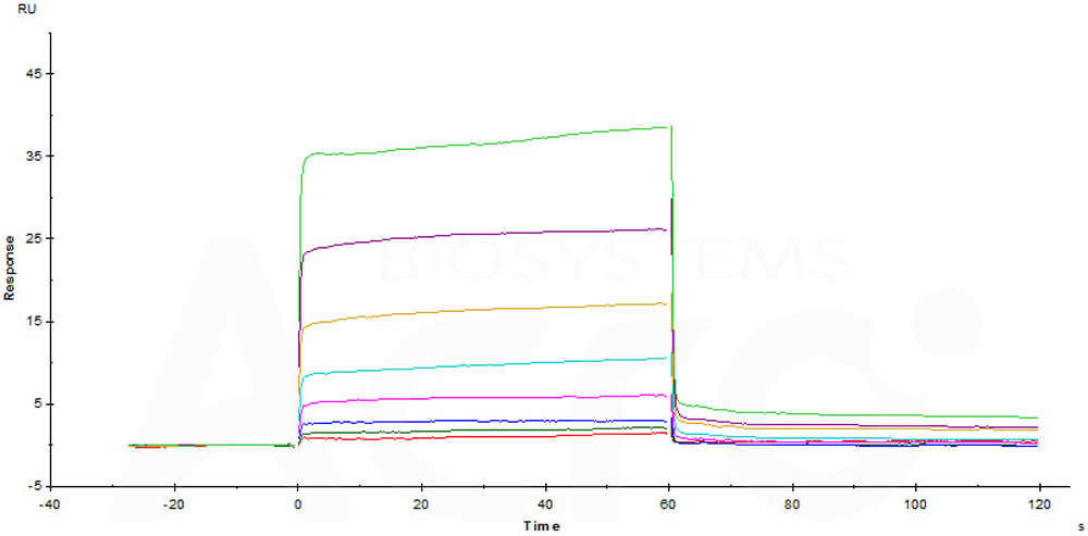 Human_FcRn_Heterodimer_Protein_SPR