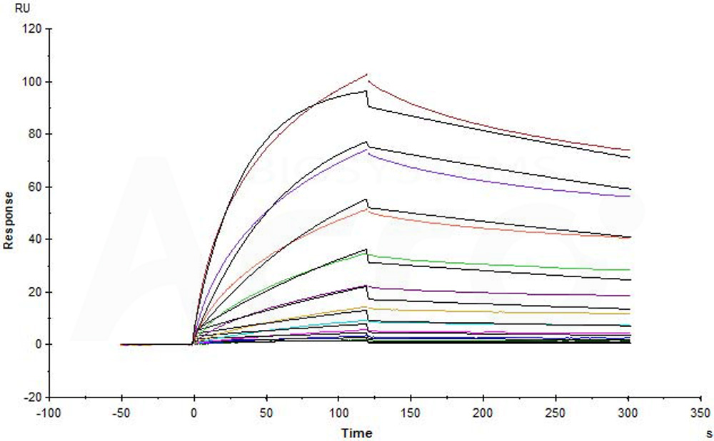  CD3 epsilon SPR