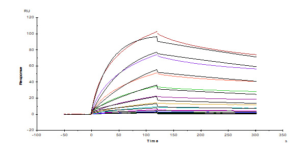  CD3 epsilon SPR