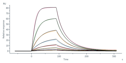 Human_FcRn_Heterodimer_Protein_SPR