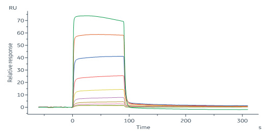 Human_FcRn_Heterodimer_Protein_SPR