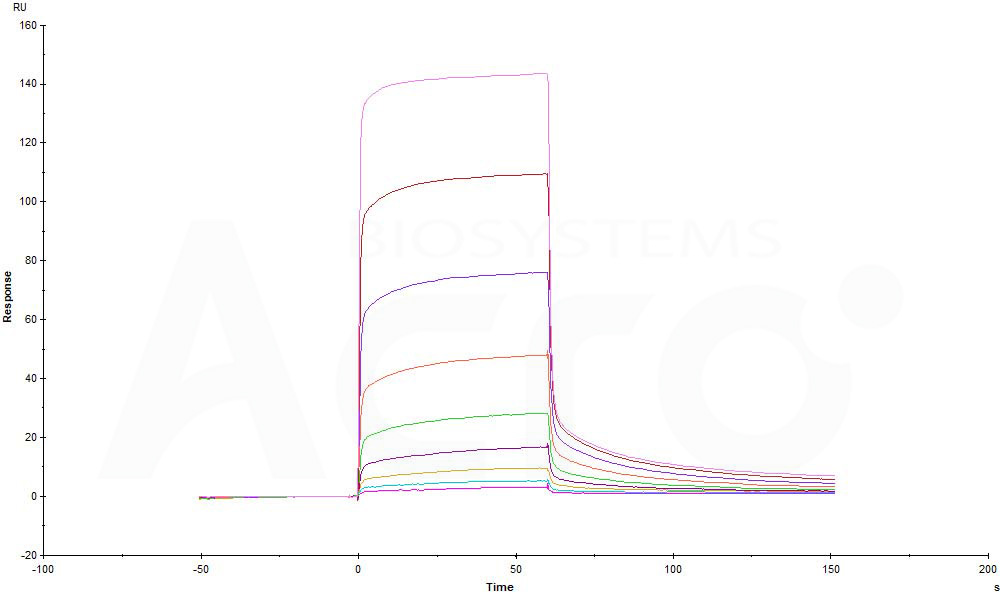 Human_FcRn_Heterodimer_Protein_SPR