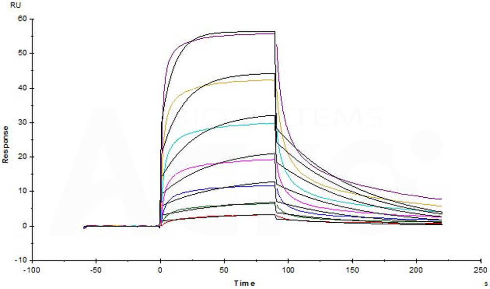 Human_FcRn_Heterodimer_Protein_SPR