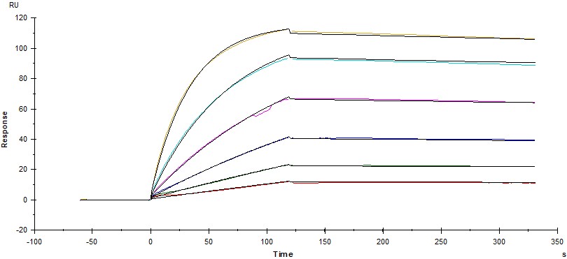  Fc gamma RI / CD64 SPR