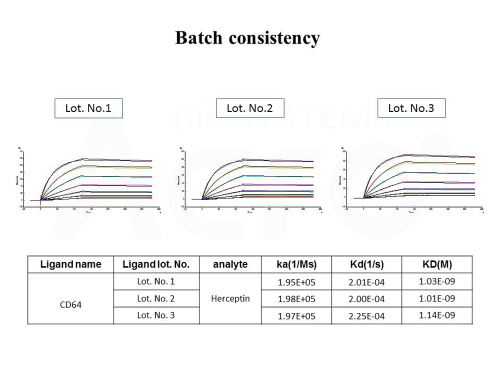  Fc gamma RI / CD64 BATCH SPR