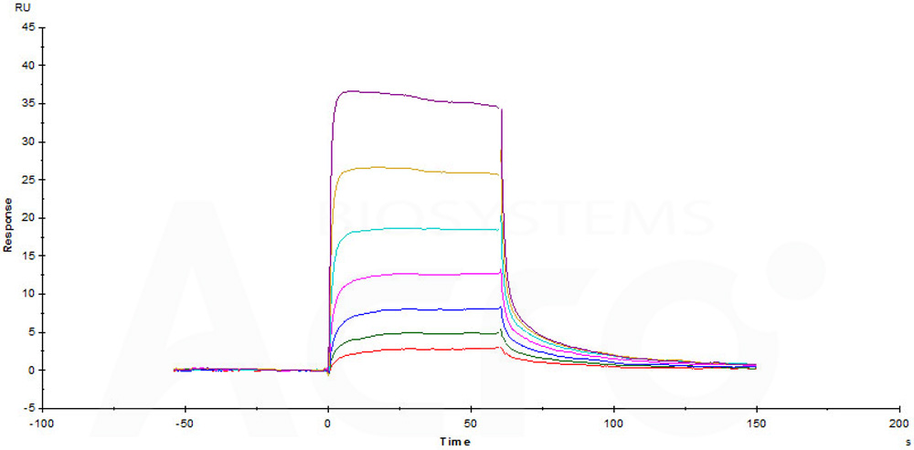 Human_FcRn_Heterodimer_Protein_SPR