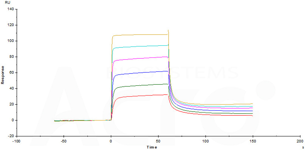 Human_FcRn_Heterodimer_Protein_SPR