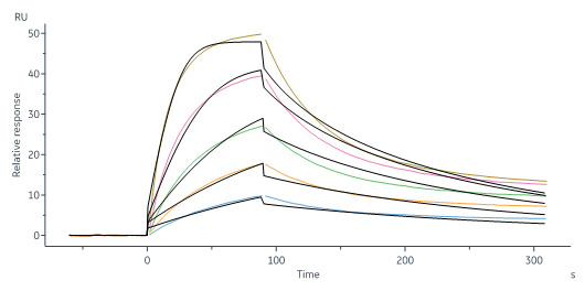 Human_FcRn_Heterodimer_Protein_SPR