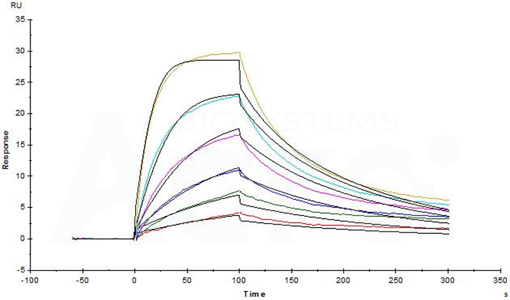 Human_FcRn_Heterodimer_Protein_SPR