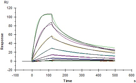 Human_FcRn_Heterodimer_Protein_SPR