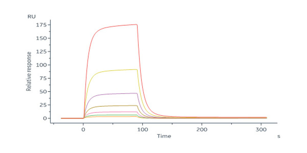  Glycoprotein H & Glycoprotein L (EBV) SPR