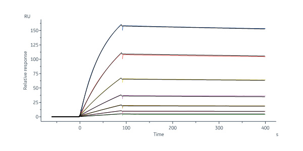  Glycoprotein H & Glycoprotein L/gH & gL (HCMV) SPR