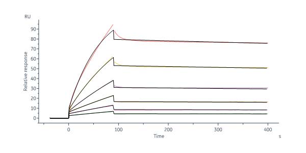  Glycoprotein H & Glycoprotein L & Glycoprotein O/gH & gL & gO (HCMV) SPR