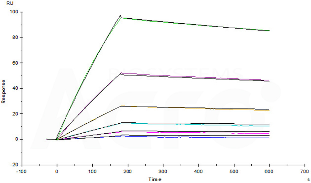  Glypican 3 SPR