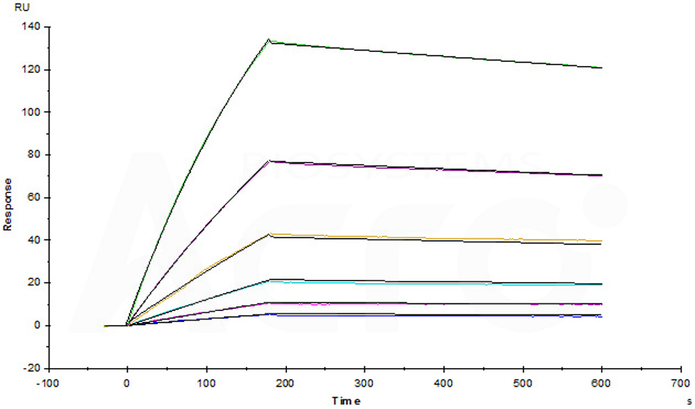  Glypican 3 SPR