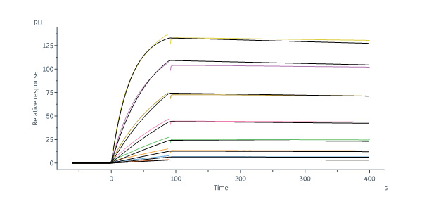  Hemagglutinin 1 (HA1) SPR