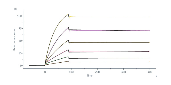  Hemagglutinin/HA (Influenza Virus) SPR