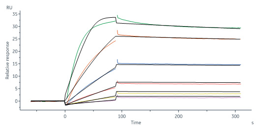  IFN-gamma SPR