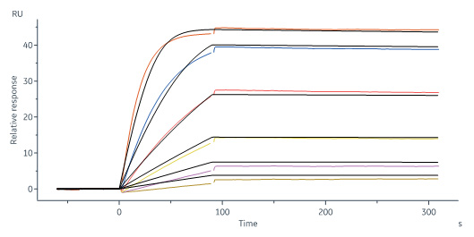  IFN-gamma SPR