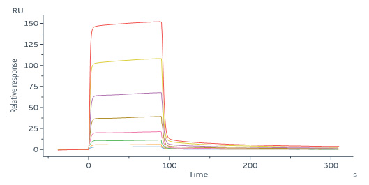 Human_FcRn_Heterodimer_Protein_SPR