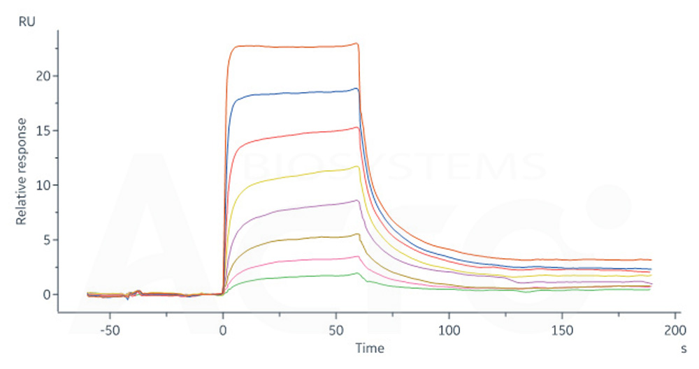 Human_FcRn_Heterodimer_Protein_SPR