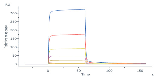 Human_FcRn_Heterodimer_Protein_SPR