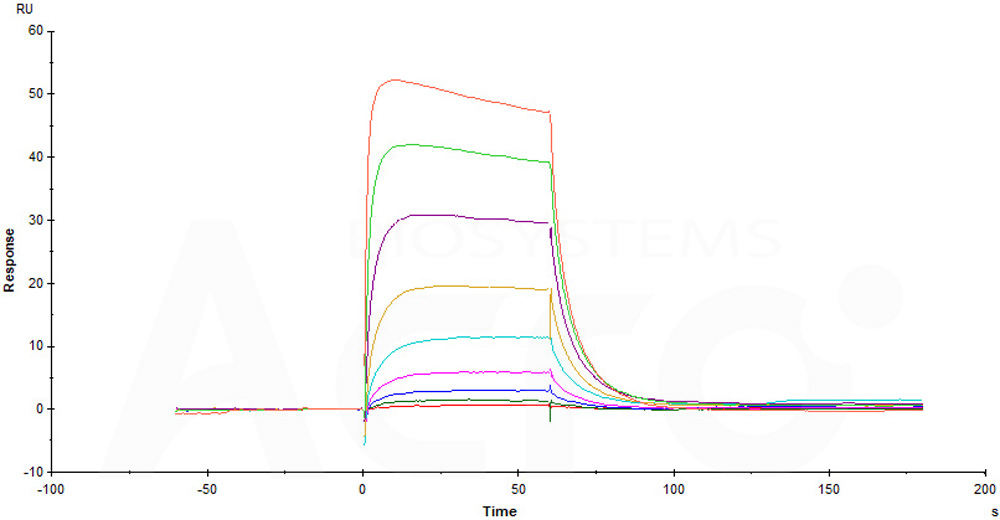 Human_FcRn_Heterodimer_Protein_SPR