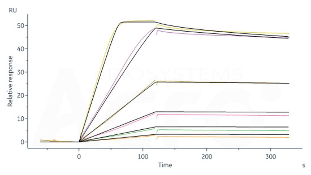  IL-2 R beta & IL-2 R alpha & IL-2 R gamma SPR