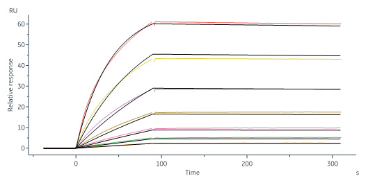 Human_FcRn_Heterodimer_Protein_SPR