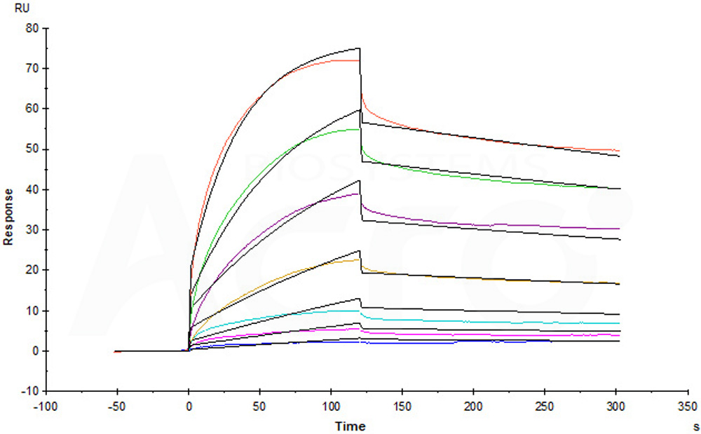 Human_FcRn_Heterodimer_Protein_SPR