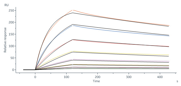 Human_FcRn_Heterodimer_Protein_SPR