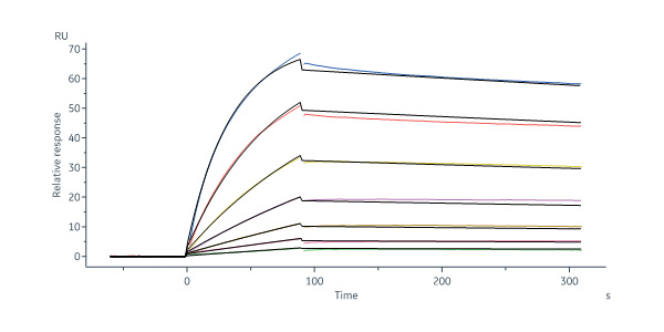  Postfusion glycoprotein F0/post-F protein (HMPV) SPR