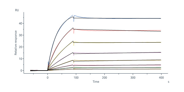  Prefusion glycoprotein F0/pre-F protein (RSV) SPR