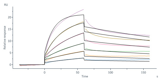 Human_FcRn_Heterodimer_Protein_SPR