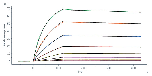  Trastuzumab SPR