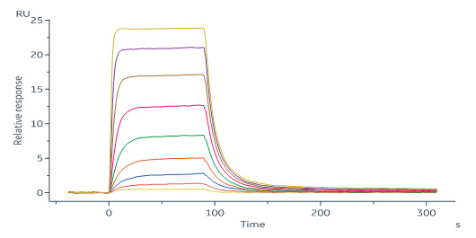 Human_FcRn_Heterodimer_Protein_SPR