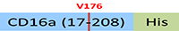 CD8-H52H4-structure