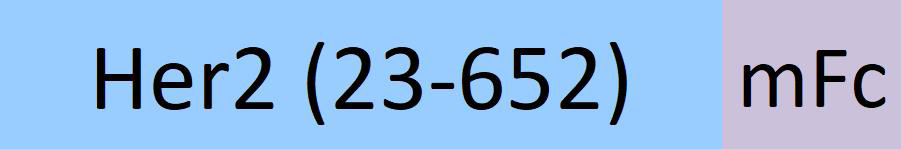 HE2-H5255-structure