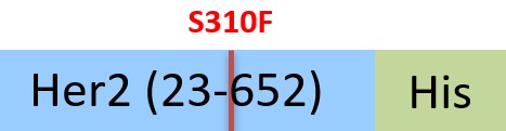 HE2-H52H2-structure