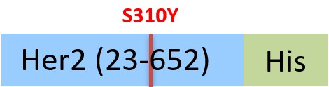 HE2-H52H3-structure