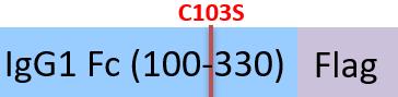 IG1-H52C9-structure