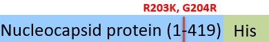 NUN-C52Hg-structure