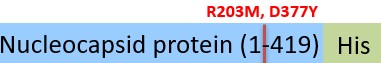 NUN-C52Hn-structure