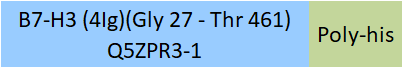 B7-H3 (4Ig) Structure