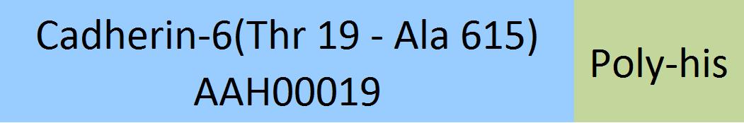 Cadherin-6 Structure