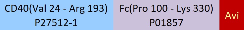 CD40 Structure