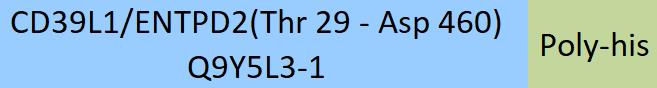 CD39L1/ENTPD2 Structure