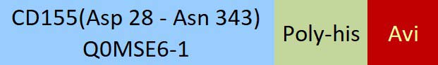 CD155 Structure